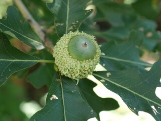 Acorn of Bur Oak in backyard, Colorado © Ted Iwabuchi Nature