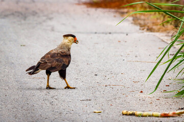 Campos dos Goytacazes, RJ, Brazil, 12/29/2024 - Crested caracara, Caracara plancus, hawk walking on a road in Campos' countryside