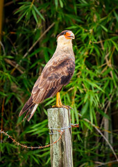 Campos dos Goytacazes, RJ, Brazil, 12/29/2024 - Crested caracara, Caracara plancus, hawk perched on a fence post in Campos' countryside