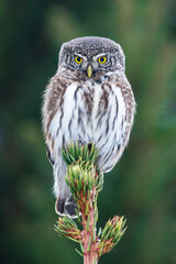Small Eurasian pygmy owl sitting on top of a Spruce in an autumnal forest in Estonia, Northern Europe