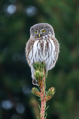 Small Eurasian pygmy owl sitting on top of a Spruce in an autumnal forest in Estonia, Northern Europe