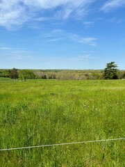 Meadow Green grass and tree