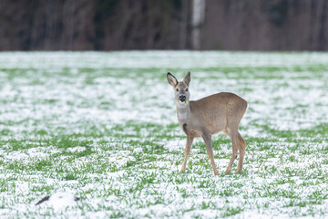 A lonely young Roe deer standing on a wheat field on a winter day in rural Estonia, Northern Europe