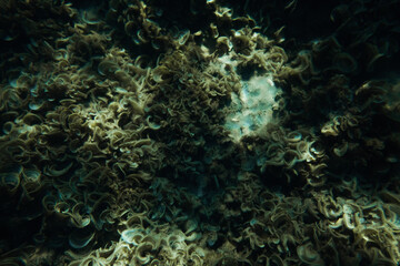 Coral Underwater