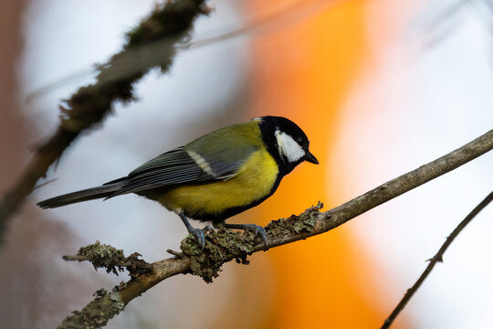 Common bird, the Great tit perched on a Spruce on a beautiful October evening in a boreal forest in Estonia, Northern Europe