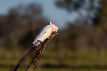 a major mitchell's cockatoo chews on wood from a dead tree trunk at western queensland, australia