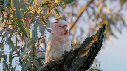 a female major mitchell's cockatoo perching in a gum tree during sunrise at western queensland, australia