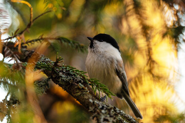 Fototapeta premium Small Willow tit perching on a Norway spruce branch during an autumn evening with a beautiful light in a boreal forest in Estonia, Northern Europe