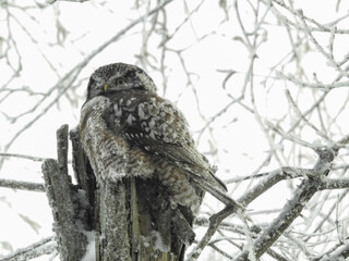 Hawk Owl perched on his cache in the hollows of this tree on a very cold winter's day