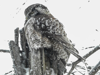 Hawk Owl perched on his cache in the hollows of this tree on a very cold winter's day