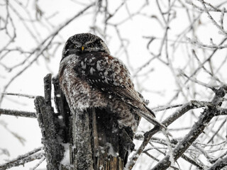 Hawk Owl perched on his cache in the hollows of this tree on a very cold winter's day