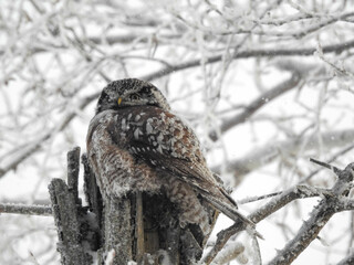 Hawk Owl perched on his cache in the hollows of this tree on a very cold winter's day