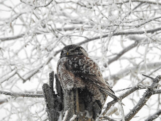 Hawk Owl perched on his cache in the hollows of this tree on a very cold winter's day