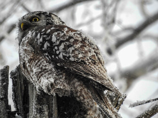 Hawk Owl perched on his cache in the hollows of this tree on a very cold winter's day