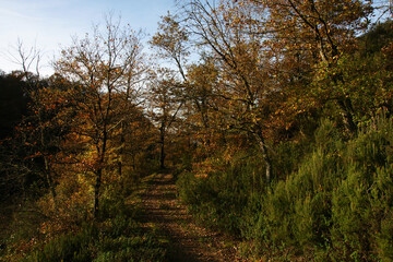 A view from the forested areas of Zonguldak, Turkey