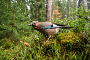 Wide-angle shot of a woodland bird, the Eurasian jay standing on an old stump and staring on an autumn day in Estonia, Northern Europe