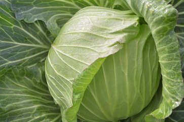 Obraz premium Beautiful fresh green cabbage with water drop