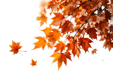 A close-up image of vibrant orange and yellow maple leaves on a transparent background