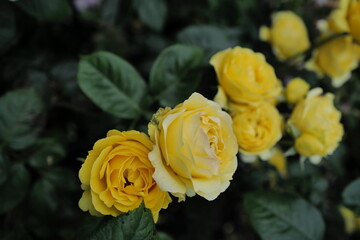 yellow rose flower