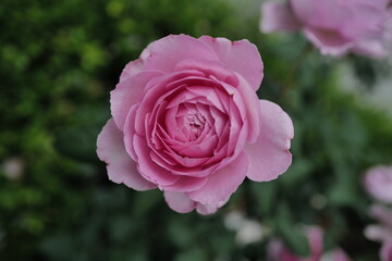pink rose in garden