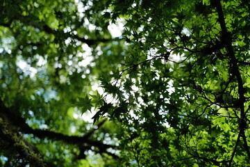 leaves in the forest