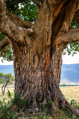 Closeup of ancient fig tree, over 300 years old, growing on the savanna in the Maasai Mara National Reserve, African adventure safari in Kenya
