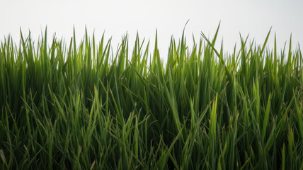 Fototapeta premium Vibrant green grass blades reach towards the sky in an elegant display of nature's beauty, creating a serene and fresh atmosphere.