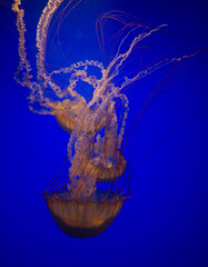 Graceful jellyfish floating in the deep blue ocean, showcasing its translucent beauty and flowing tentacles. © Tom Nast
