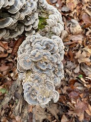 Turkey tail mushroom in the forest