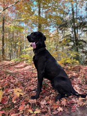 Dog on trail through forest in autumn