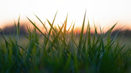 Obraz premium Vibrant green grass blades silhouetted against a warm sunset, creating a serene and peaceful atmosphere in nature.