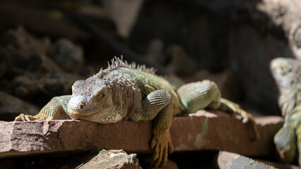 Close up of a green iguana lying on a brick wall.