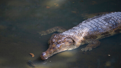 Crocodile in the zoo pond. 