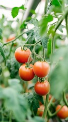 hydroponic cherry tomatoes