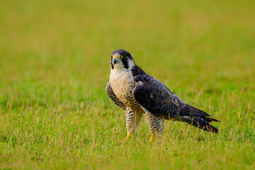 The Fastest bird Peregrine falcon in a grassland -south India