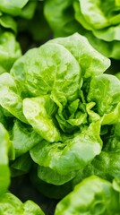 hydroponic lettuce