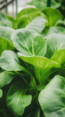 hydroponic bok choy