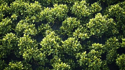 Aerial view of lush green plants in a cultivated field.