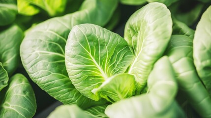 hydroponic bok choy cultivation