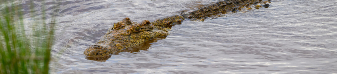 Nile Crocodile, and apex predator, hunting for prey in the Mara River in the Maasai Mara National Reserve, African wildlife adventure safari in Kenya
