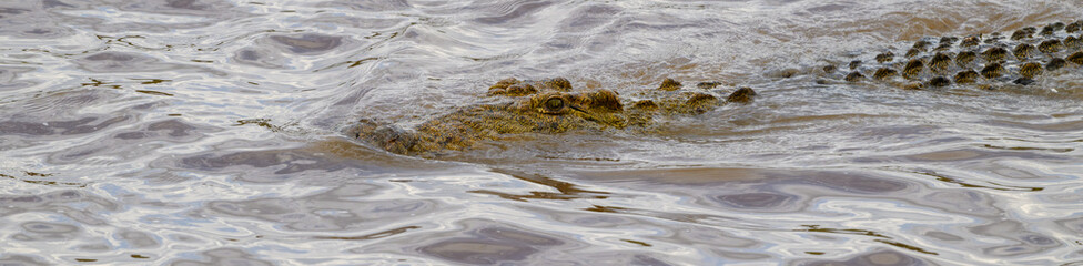 Nile Crocodile, and apex predator, hunting for prey in the Mara River in the Maasai Mara National Reserve, African wildlife adventure safari in Kenya

