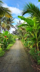 Obraz premium A narrow village street in the countryside of Mang Thit District, Vinh Long Province, Mekong Delta, Vietnam, in the morning.