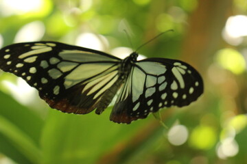 『アサギマダラ』 蝶々