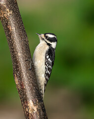 downy woodpecker searching pest on the tree trunk