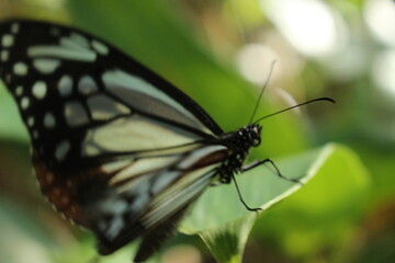 『アサギマダラ』 蝶々