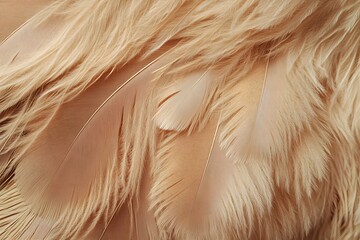 Close-up of Light Beige Bird Feathers