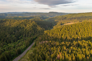 Aerial View of Mixed Forest Canopy with Golden Evening Light