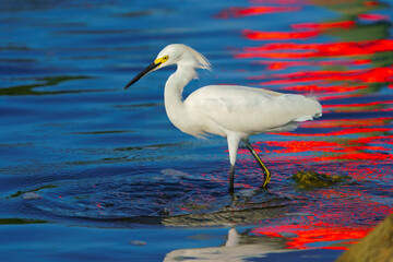 A close up view of the Snowy Egret in sunset. The Snowy Egret is a very patient hunter. . This bird has striking white feathers and yellow feet and beak which it uses to stab at its prey.