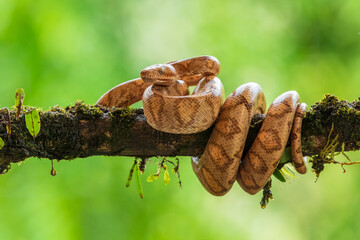 Corallus annulatus is a non-venomous boa species found in Central and South America. Three subspecies are currently recognized, including the nominate subspecies described here