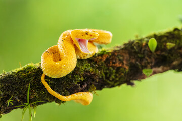 Bothriechis supraciliaris, the blotched palm-pit viper, is a species of venomous snake in the family Viperidae. The species is endemic to Costa Rica. 